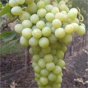 Organic Fresh Grapes