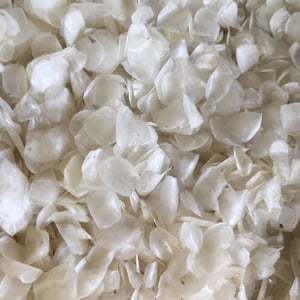 Dried Fish Scale