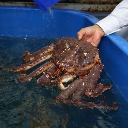 Frozen Blue King Crab