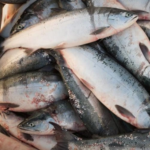 Frozen Salmon Whole And Trout Fish