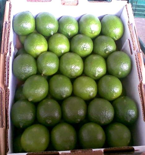 Fresh Lime