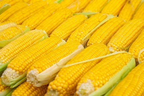 yellow corn