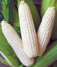 Open Air White Corn