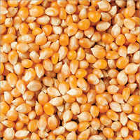 Maize
