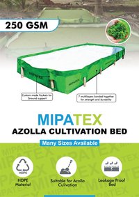 Azolla Bed