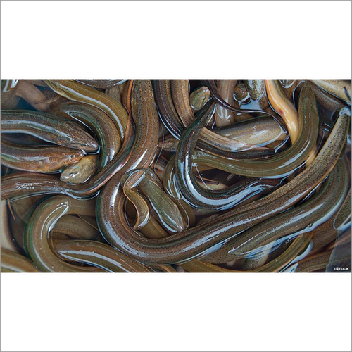 Eel Fish By VASCO GROUP APS