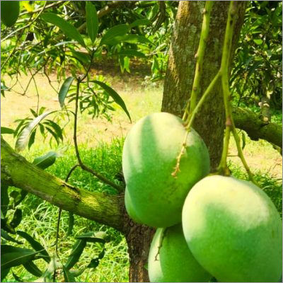 Natural Green Mango