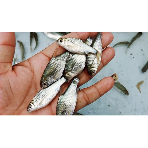 Japani Puti Fish Seeds