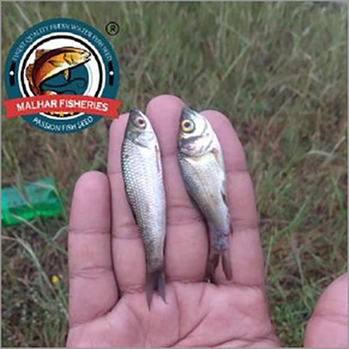 Catla Fish Seeds