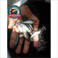 Pangasius Fish Seed - 1.2 To 2.5 Inch Size, 20g Weight | Gray Color, Genus Cyprinus, 1.5kg Bag Packaging