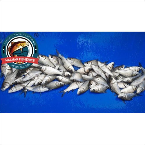 Nadheem Cross Breed Catla Fish Seed