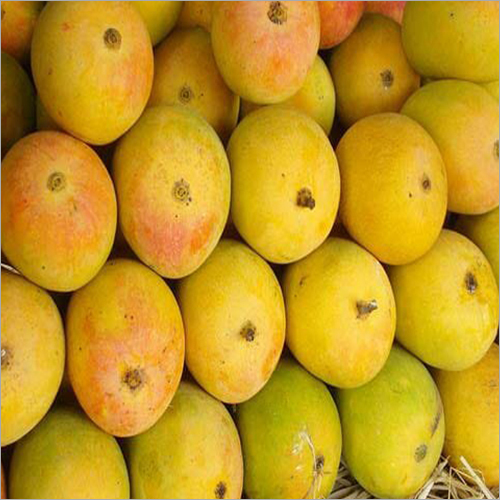 Fresh Banganapalli Mangoes By KRS IMPEX