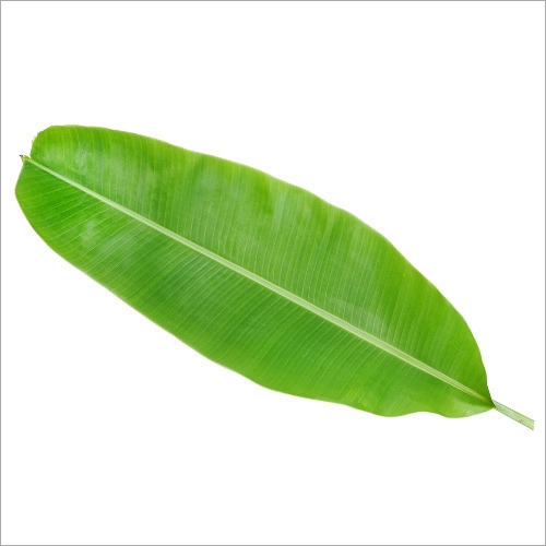 Fresh Banana Leaf By KRS IMPEX