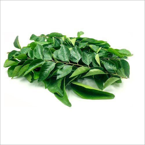 Fresh Curry Leaves By KRS IMPEX