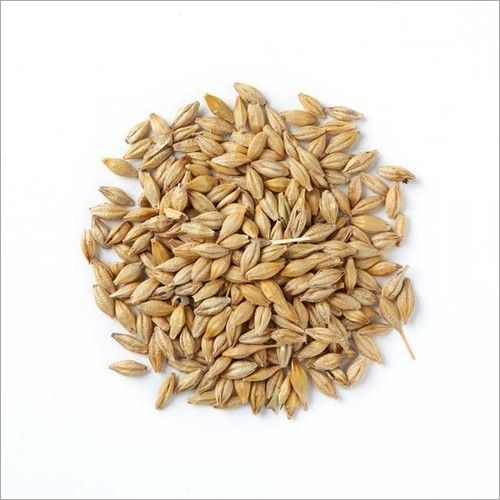 Barley Seeds By ECOL SP.Z.O.O.