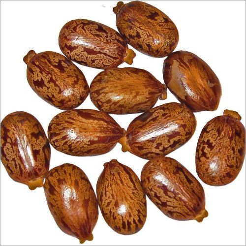 Castor Bean Seeds By ECOL SP.Z.O.O.