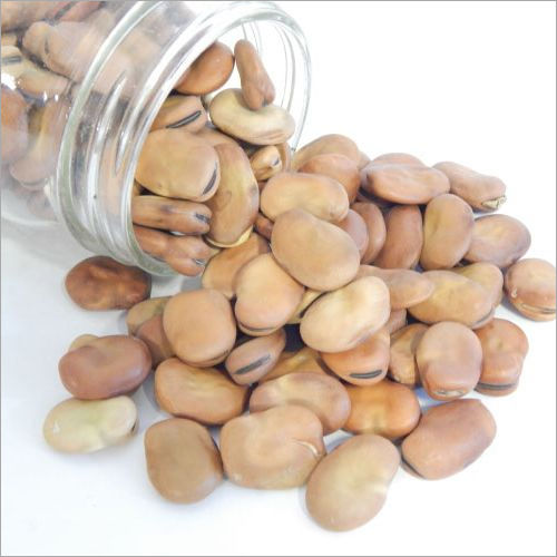Broad Windsor Fava Bean Seeds