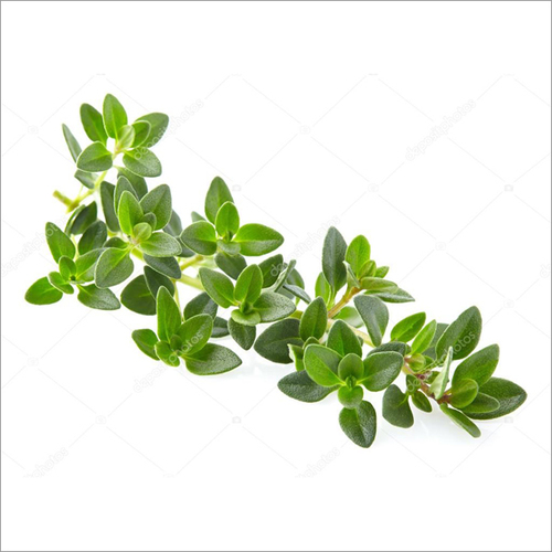 Thyme Leaves By HARSIDDHI TRADE LINK