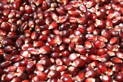 Red corn