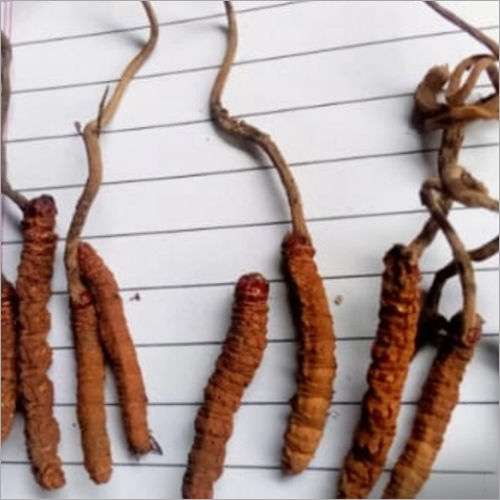 Fresh Cordyceps