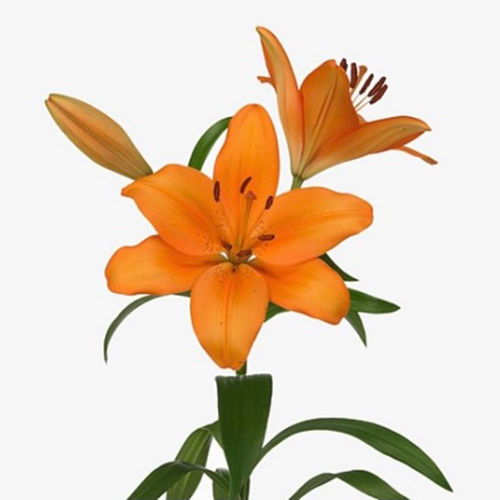 Asiatic Lilly Orange