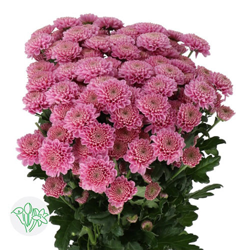 Chrsanthemum Light Pink