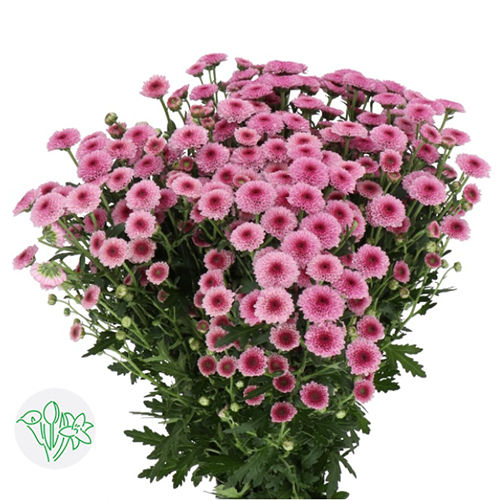 Chrsanthemum Pink