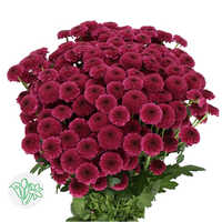 Chrysanthemum Dark Pink