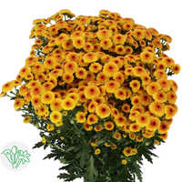 Chrysanthemum Yellow Ball