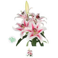 Lilly Snow Pink