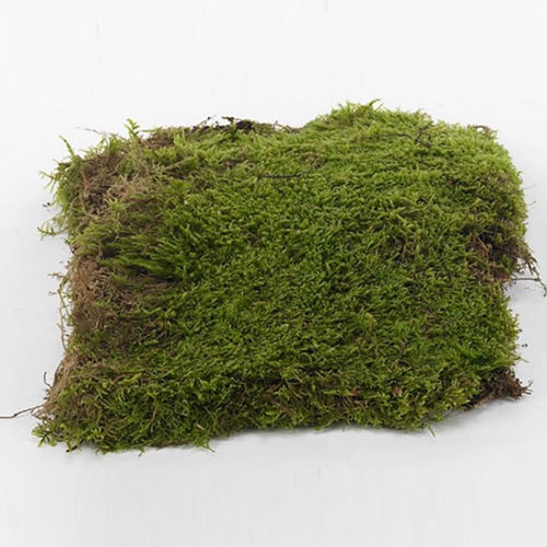 Moss Grass