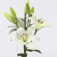 Oriental Lilly White