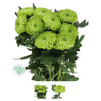 Disbud Green