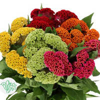 Fresh Celosia