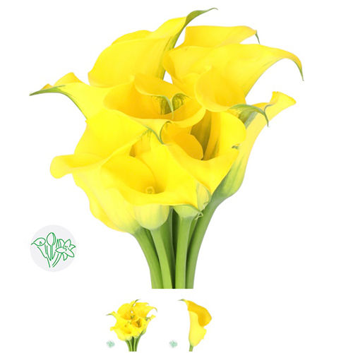 Calla Lilly Yellow