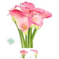 Calla Lilly Light Pink