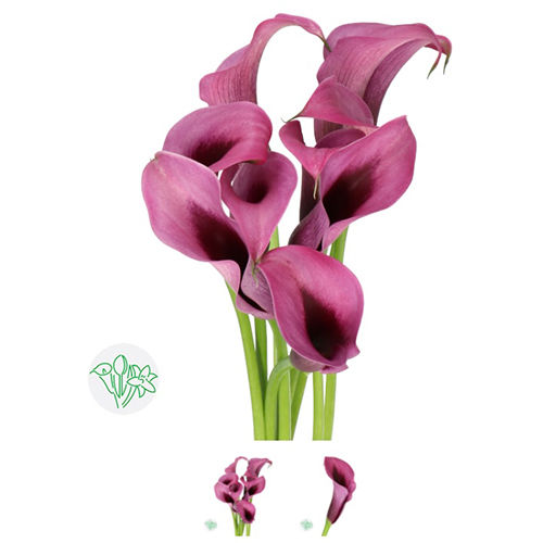 Calla Lilly Dark Pink