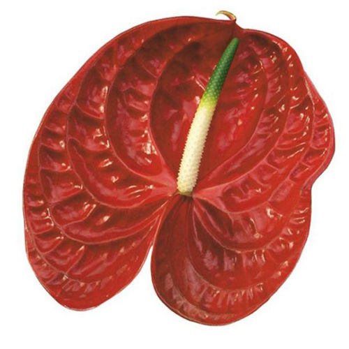 Fresh Anthurium