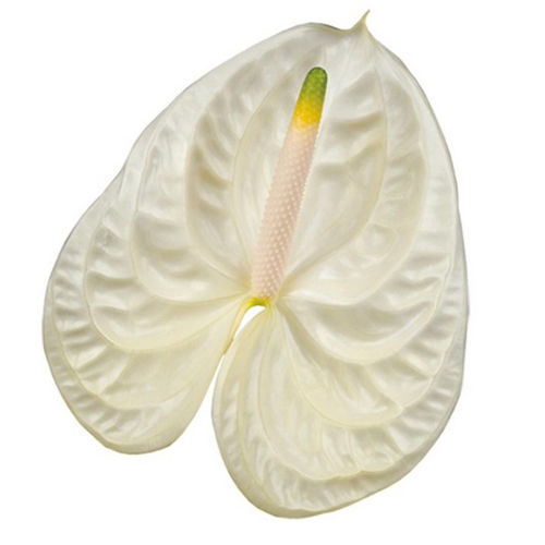 Anthurium White