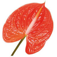 Anthurium Orange