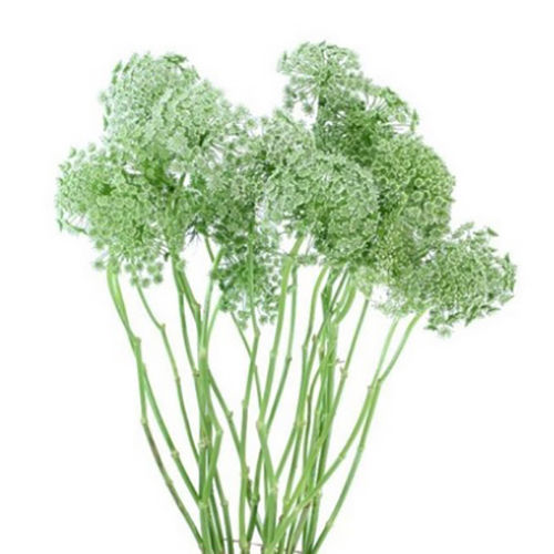 Ammi Visnaga