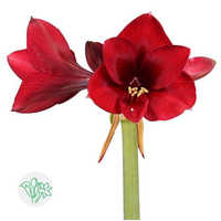 Fresh Amaryllis