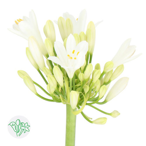 Agapanthus White