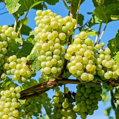 Green Grapes