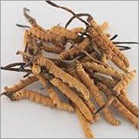 Cordyceps Sinensis