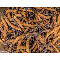 Cordyceps Sinensis