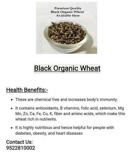 Organic Black Wheat