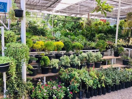 Nursery Plants