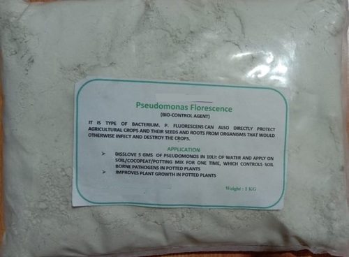 Pseudomonas Fluorescence - 1e+09 CFU/g Powder | Light Green, Crop Protection, Disease Resistance, Growth Promotion, Root Health, Seed Treatment