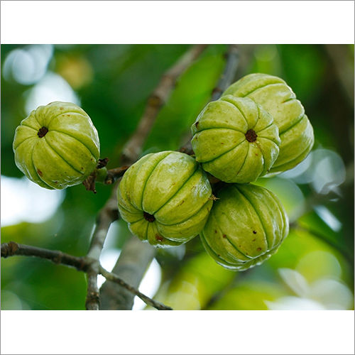 Garcinia Cambogia Extract